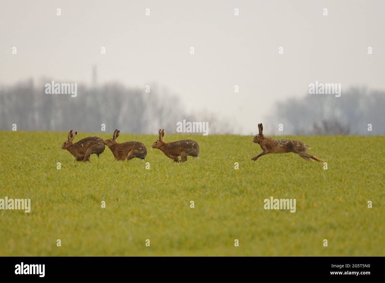 Europäischer Hase, Brauner Hase (Lepus europaeus), Hasengruppe auf einer Wiese in Paarungssaison im Frühjahr, Deutschland, Baden-Württemberg Stockfoto