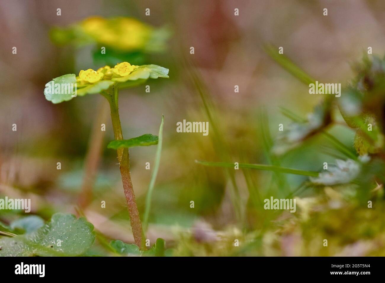 Goldsaxifrage (Chrysosplenium alternifolium), blühend, Deutschland, Nordrhein-Westfalen Stockfoto