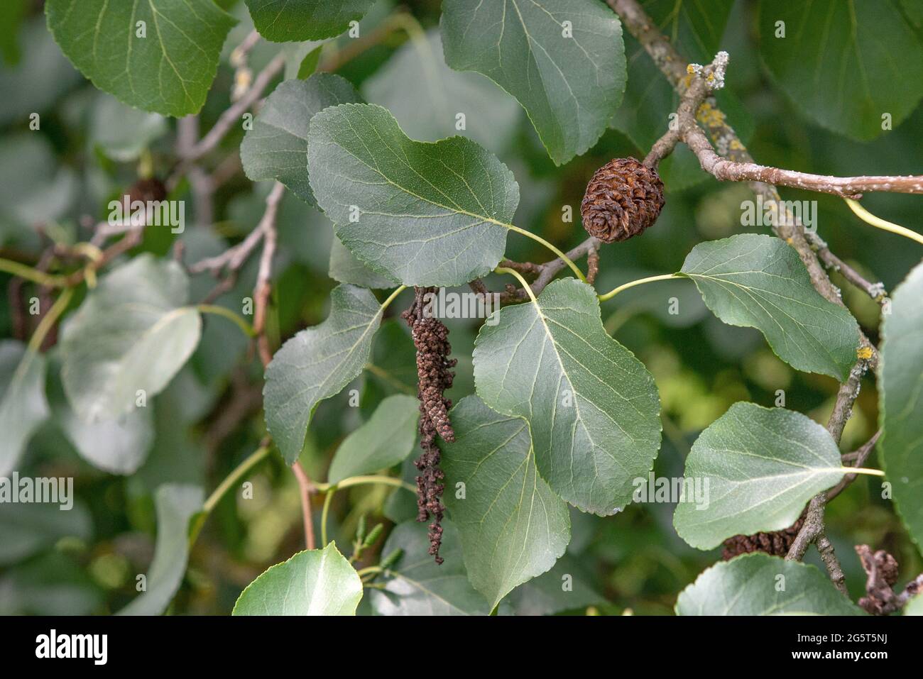 Italienische Erle (Alnus cordata), Zweig mit Lauch und Zapfen Stockfoto