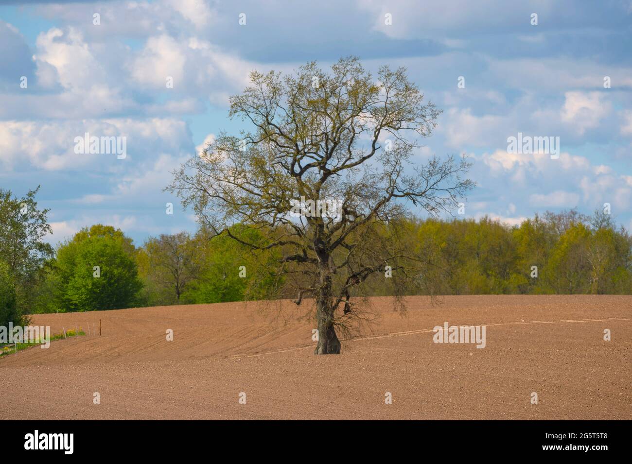 Eiche (Quercus spec.), freistehende Eiche auf einem Feld, Deutschland, Schleswig-Holstein, Depenau Stockfoto