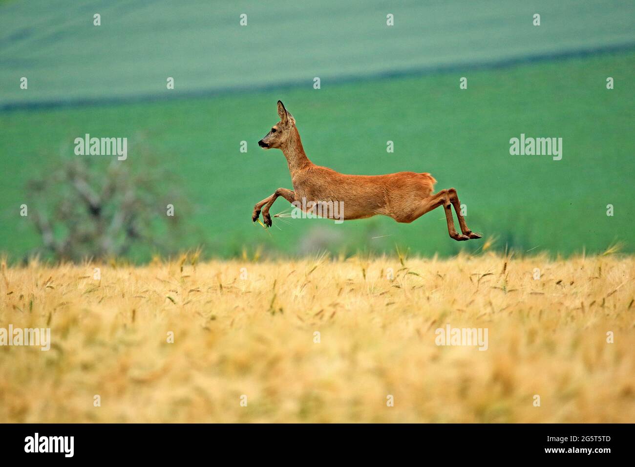 Rehe (Capreolus capreolus), fliehend Weibchen in einem Getreidefeld im Sommer, Deutschland Stockfoto