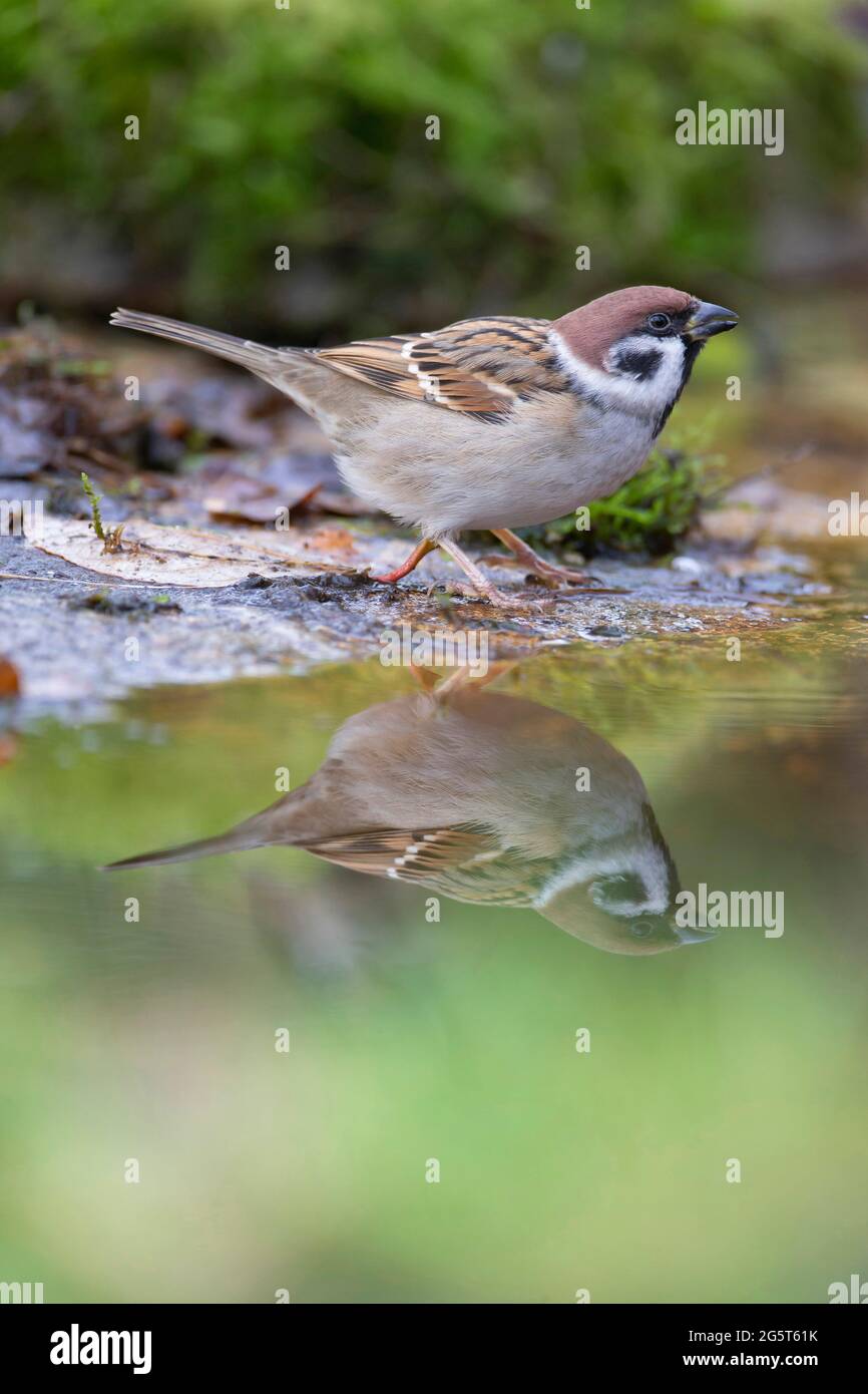 Eurasischer Baumsperling (Passer montanus), an Land mit Spiegelbild, Deutschland, Bayern Stockfoto