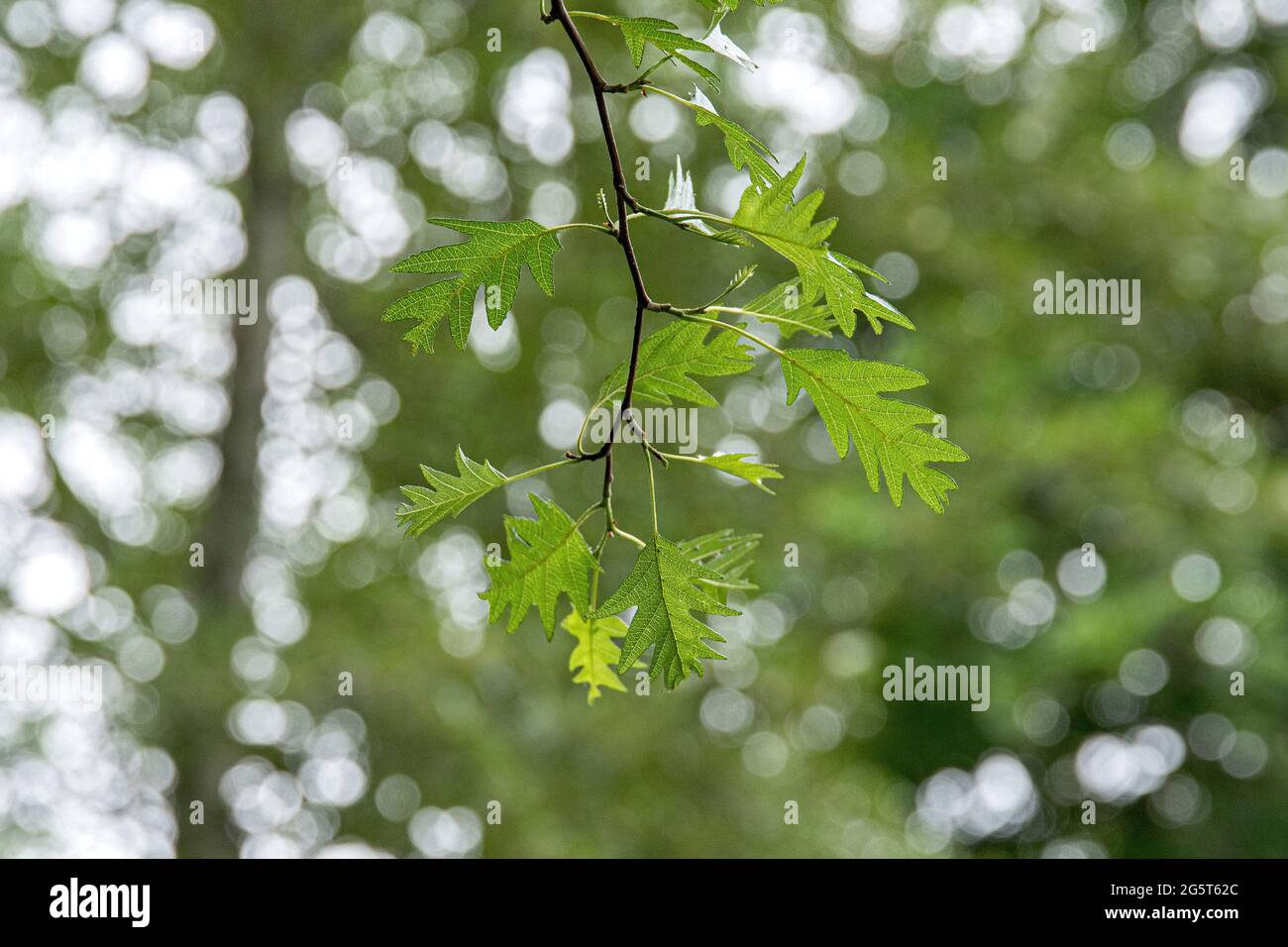 Laciniate Erle (Alnus glutinosa 'Laciniata', Alnus glutinosa Laciniata), Zweig mit Blättern der Sorte Laciniata Stockfoto