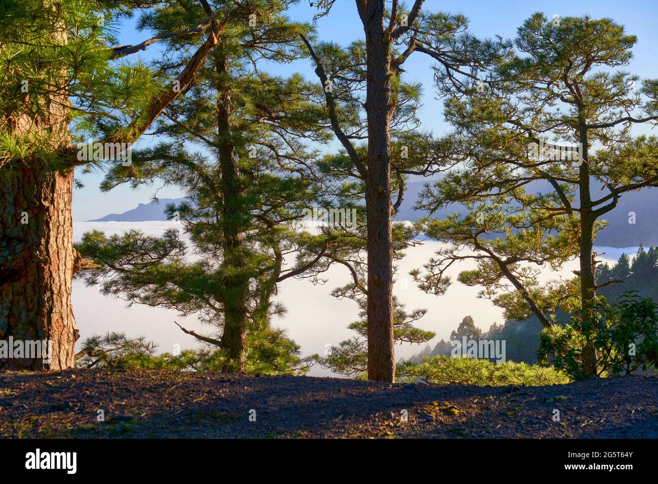 Kanarienkiefer (Pinus canariensis), Kanarienkiefern im Morgenlicht, die Feuchtigkeit aus den aufsteigenden Handelswindwolken kämmen, Kanarische Inseln, La Palma, Stockfoto