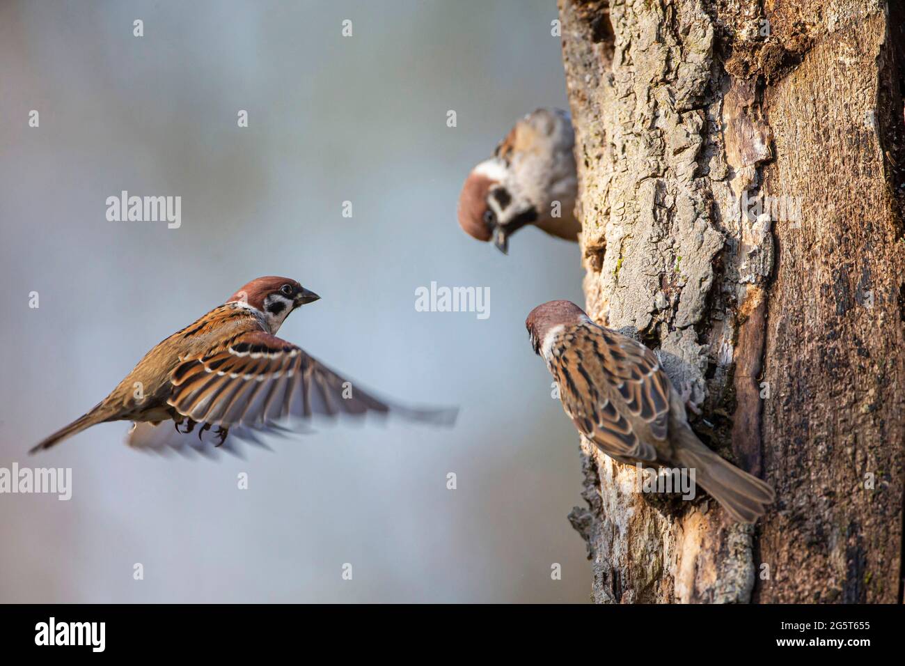 Eurasischer Baumsperling (Passer montanus), drei Sperlinge an einem Baumstamm, Deutschland, Bayern Stockfoto