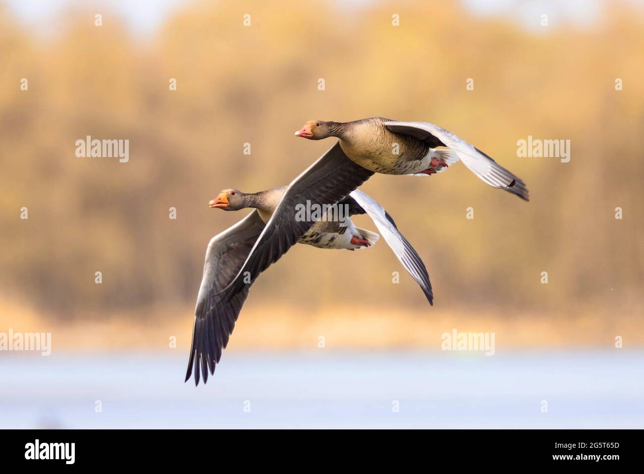 Graugans (Anser anser), fliegendes Paar, Deutschland, Bayern, Chiemsee Stockfoto