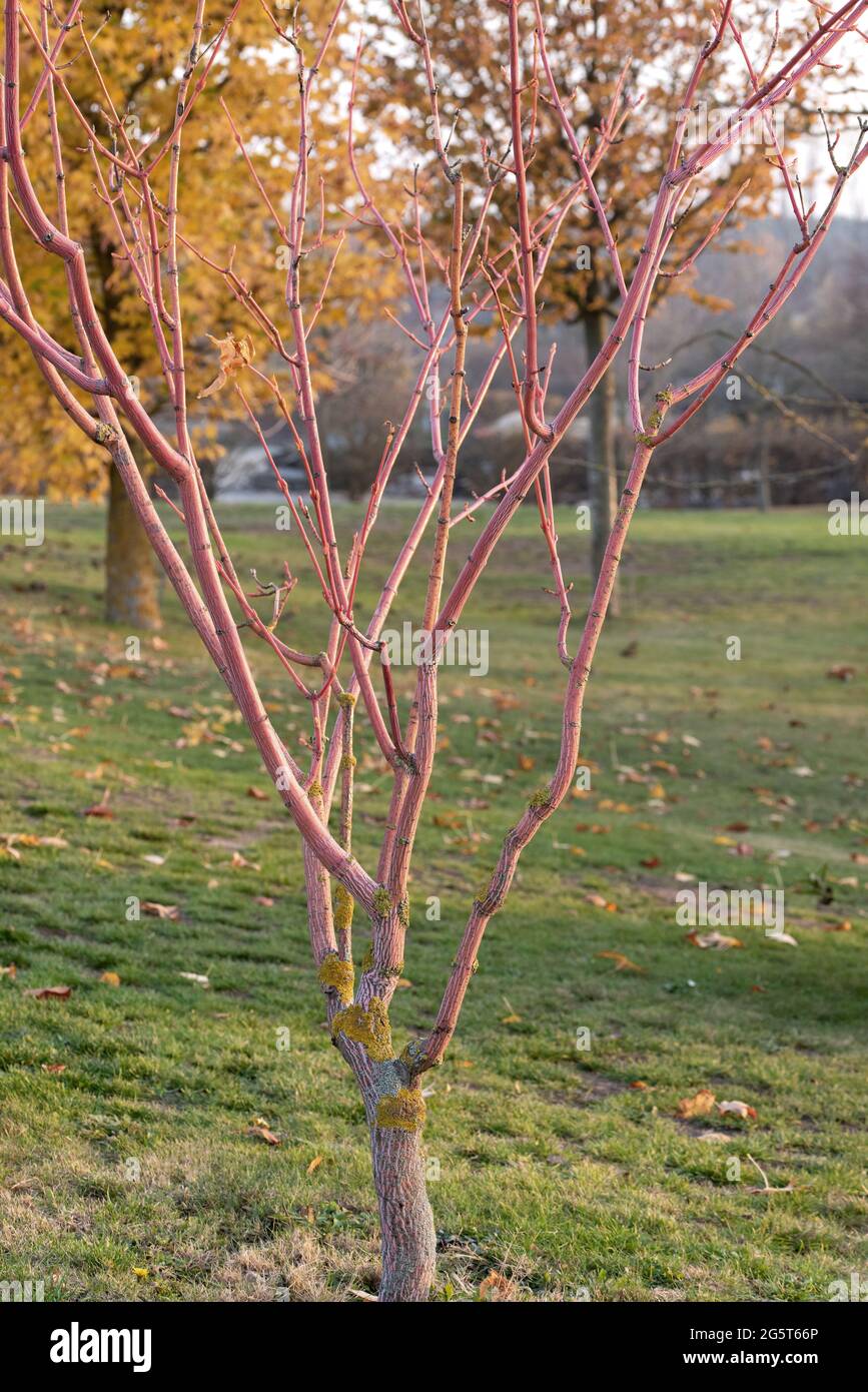 Kyushu-Ahorn, Red Snakebark Ahorn (Acer consticuum 'Phoenix', Acer consticuum Phoenix), Stamm der Sorte Phoenix Stockfoto