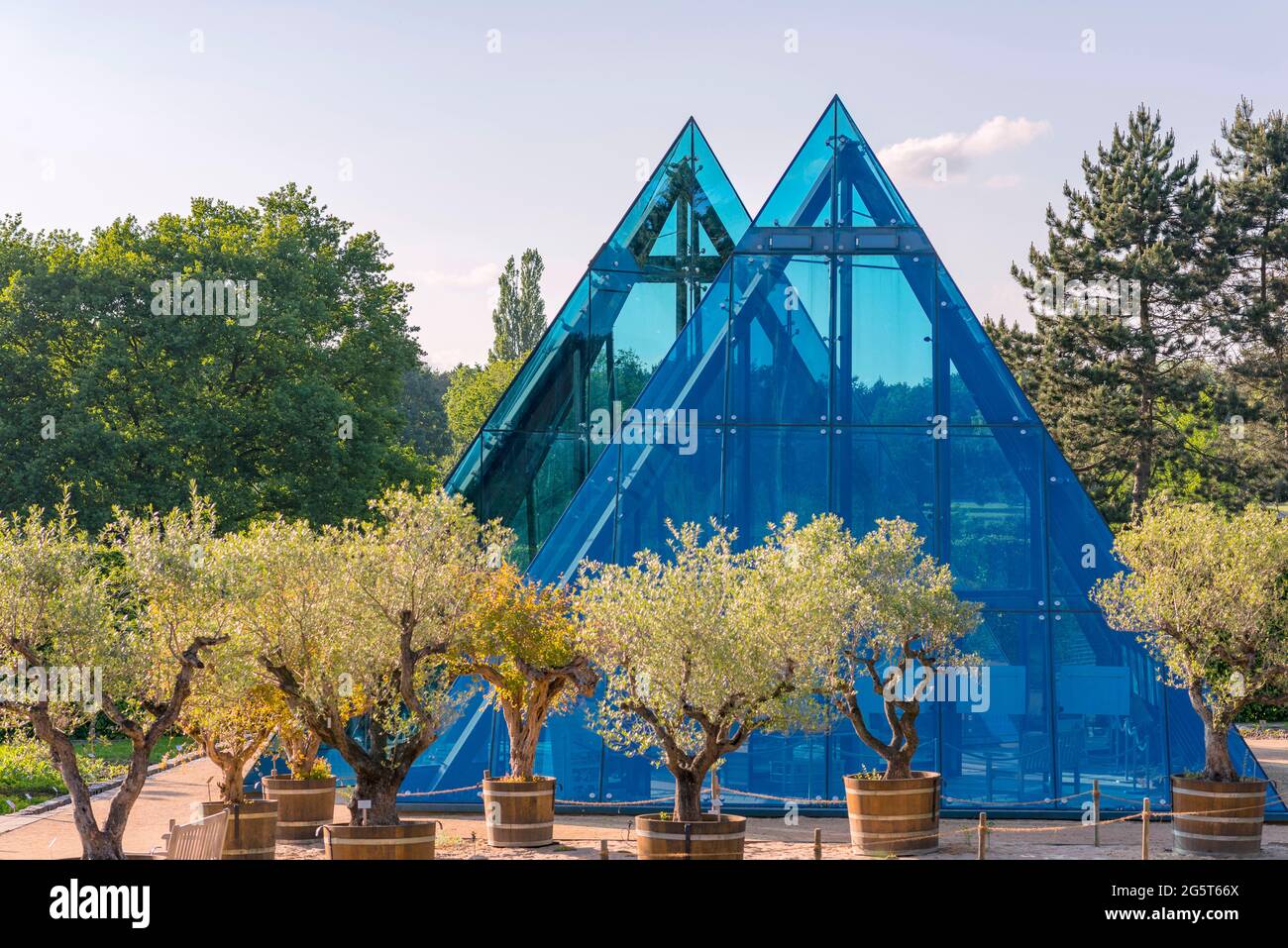 Blaue Pyramiden im Botanischen Garten Hamburg-Flottbek, Deutschland, Hamburg Stockfoto