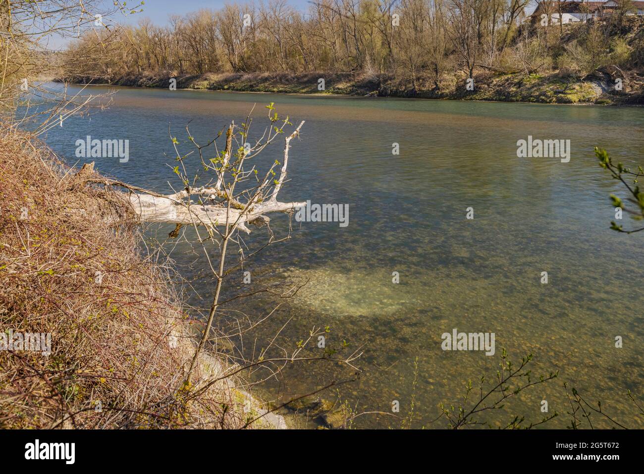 Donaulachs, Huchen (Hucho hucho), Laichplatz im Fluss, Deutschland, Bayern, Inn Stockfoto