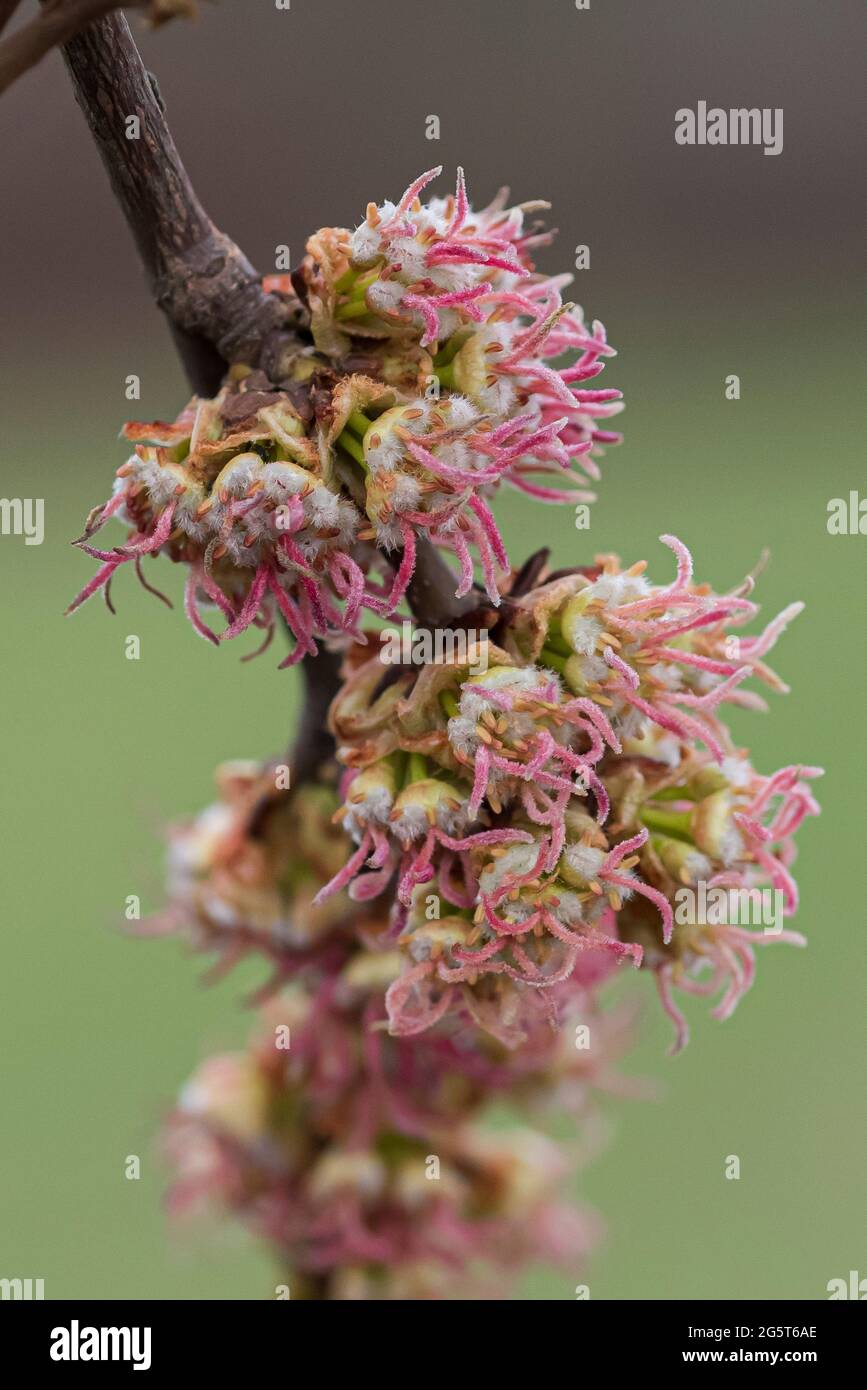 Silberner Ahorn, weißer Ahorn, Vogelauge-Ahorn (Acer saccharinum), blühender Ast Stockfoto