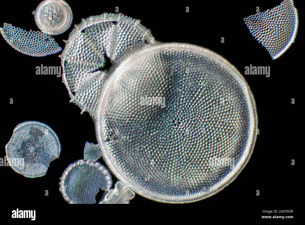 Kieselalge (Diatomeae), Kieselalgen aus dem Patuxent River, mikroskopisches Dunkelfeld-Bild, USA, Maryland Stockfoto
