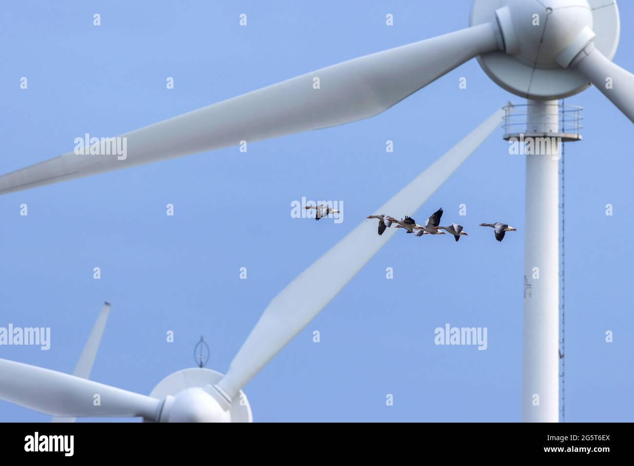 Graugans (Anser anser), Graugänse fliegen vor Windrädern, Deutschland, Mecklenburg-Vorpommern Stockfoto