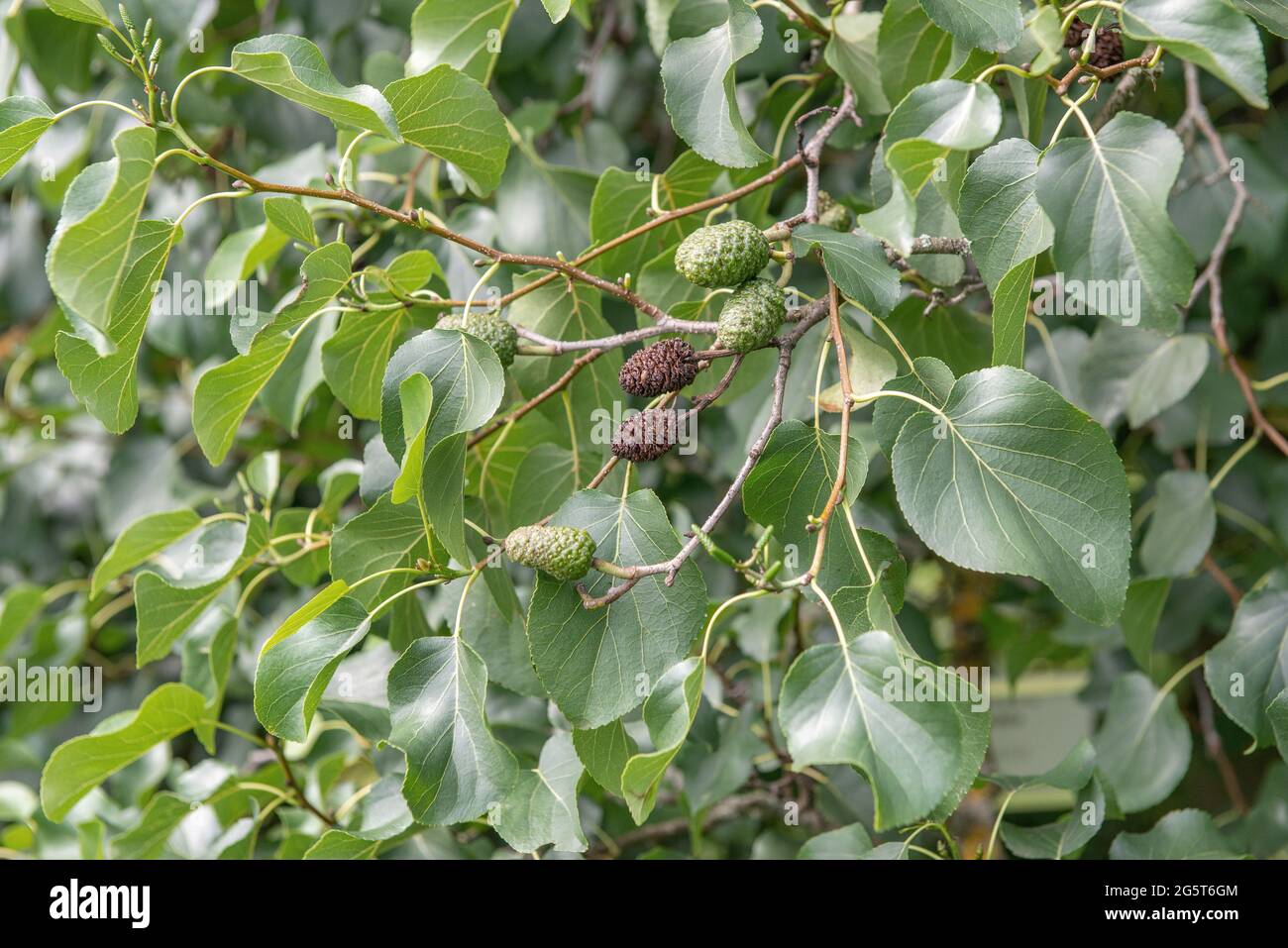 Italienische Erle (Alnus cordata), Zweig mit Lauch und Zapfen Stockfoto