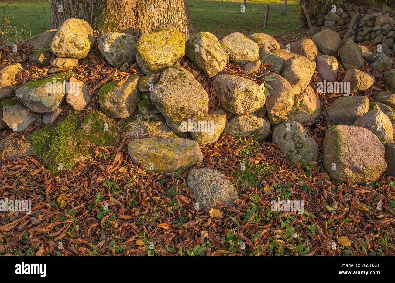 Biosphärenreservat Zarrentin am Schaalsee, Asche auf einer Feldsteinmauer, Deutschland, Schleswig-Holstein Stockfoto