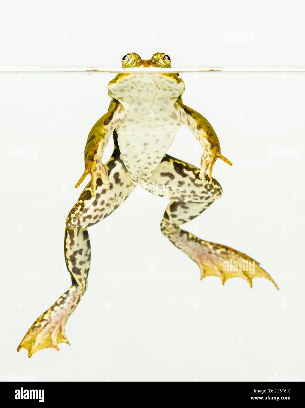 Europäischer Speisefrosch, gewöhnlicher Speisefrosch (Rana kl. Esculenta, Rana esculenta, Pelophylax esculentus), aus dem Wasser spähend, Ausschnitt Stockfoto