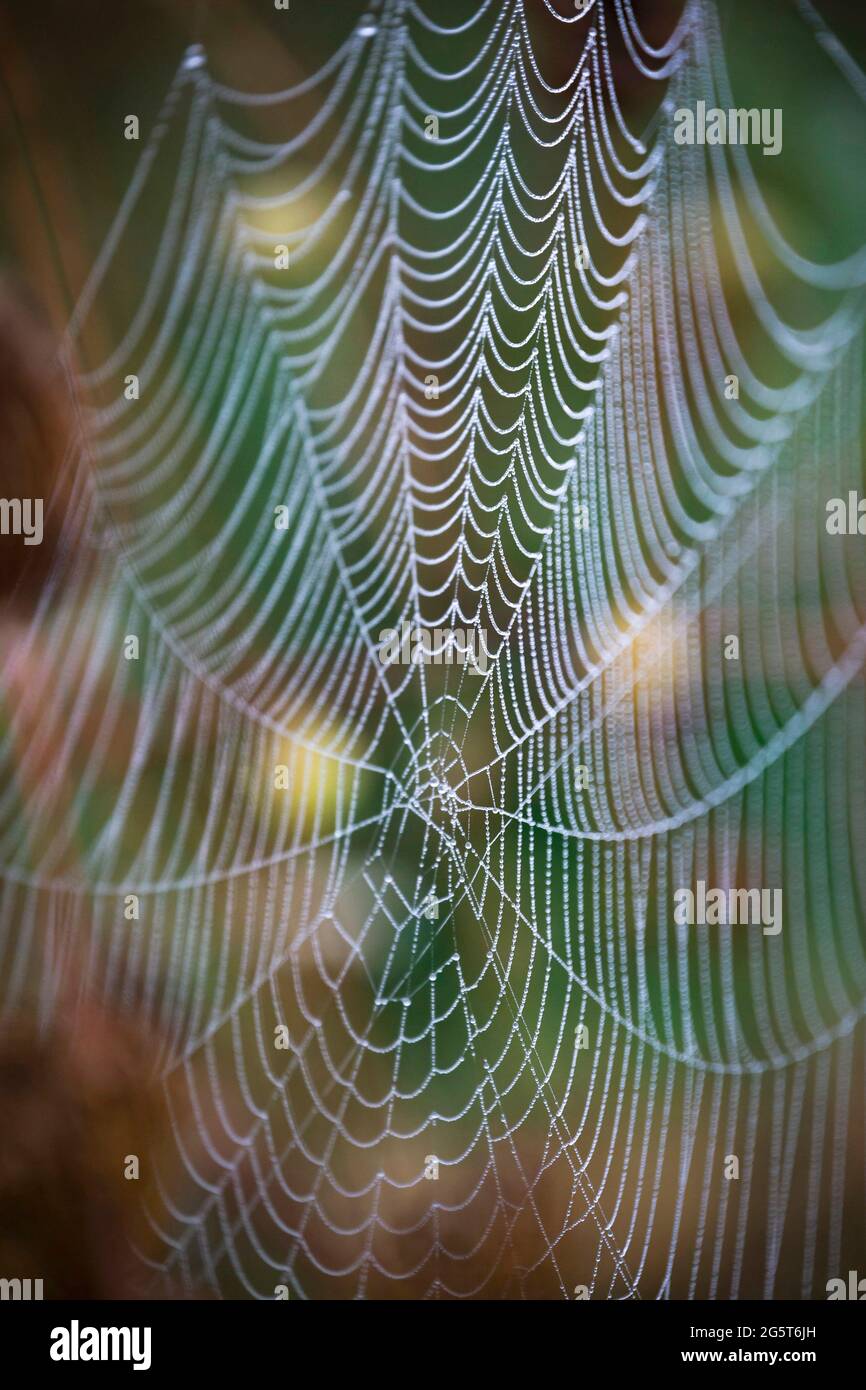 Spinnennetz an einem nebligen Herbstmorgen, Deutschland, Bayern Stockfoto