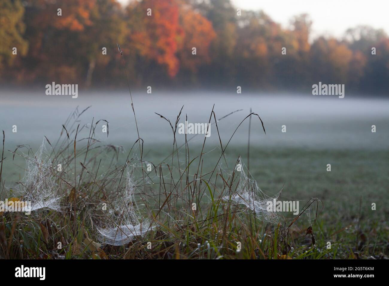Spinnweben an einem nebligen Herbstmorgen, Deutschland, Bayern Stockfoto