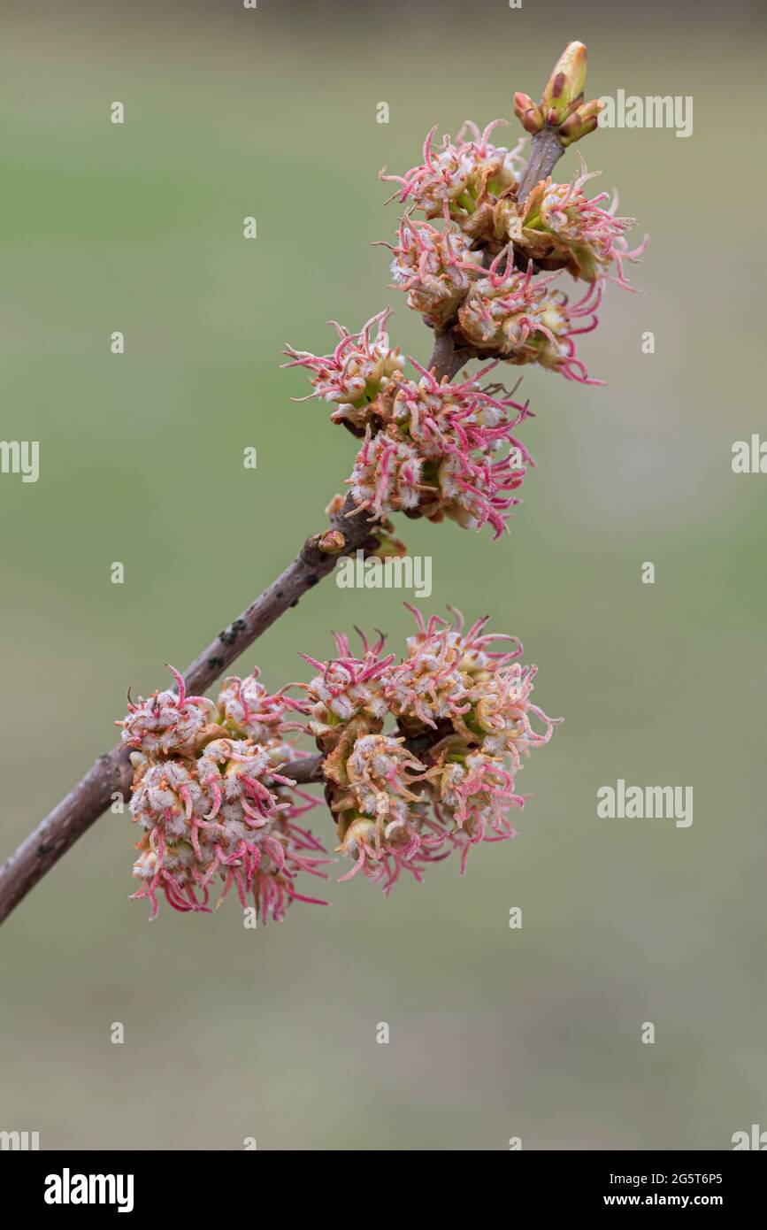 Silberner Ahorn, weißer Ahorn, Vogelauge-Ahorn (Acer saccharinum), blühender Ast Stockfoto