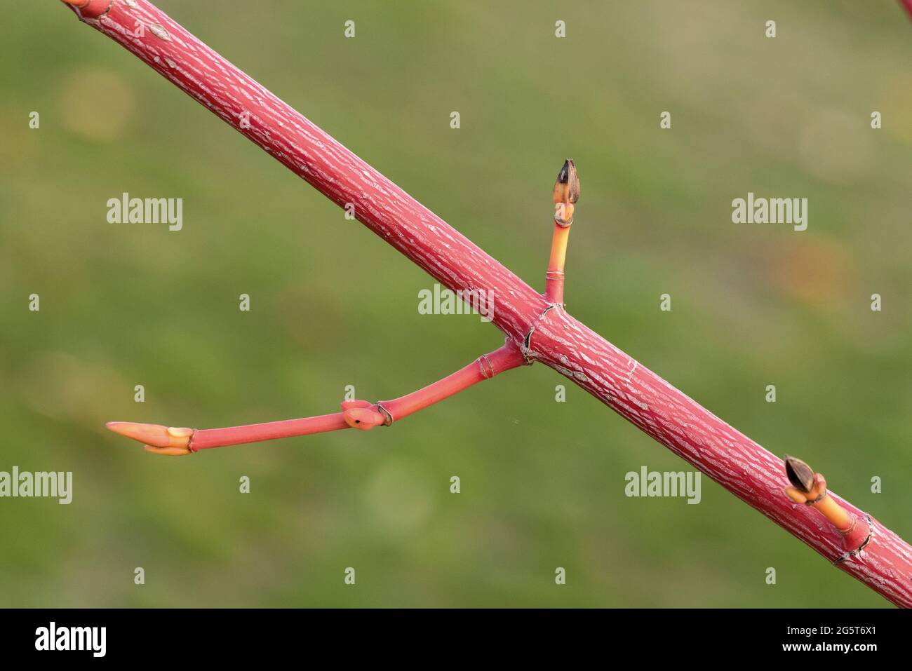 Kyushu Ahorn, Red Snakebark Ahorn (Acer consticuum 'Phoenix', Acer consticuum Phoenix), Zweig der Sorte Phoenix Stockfoto