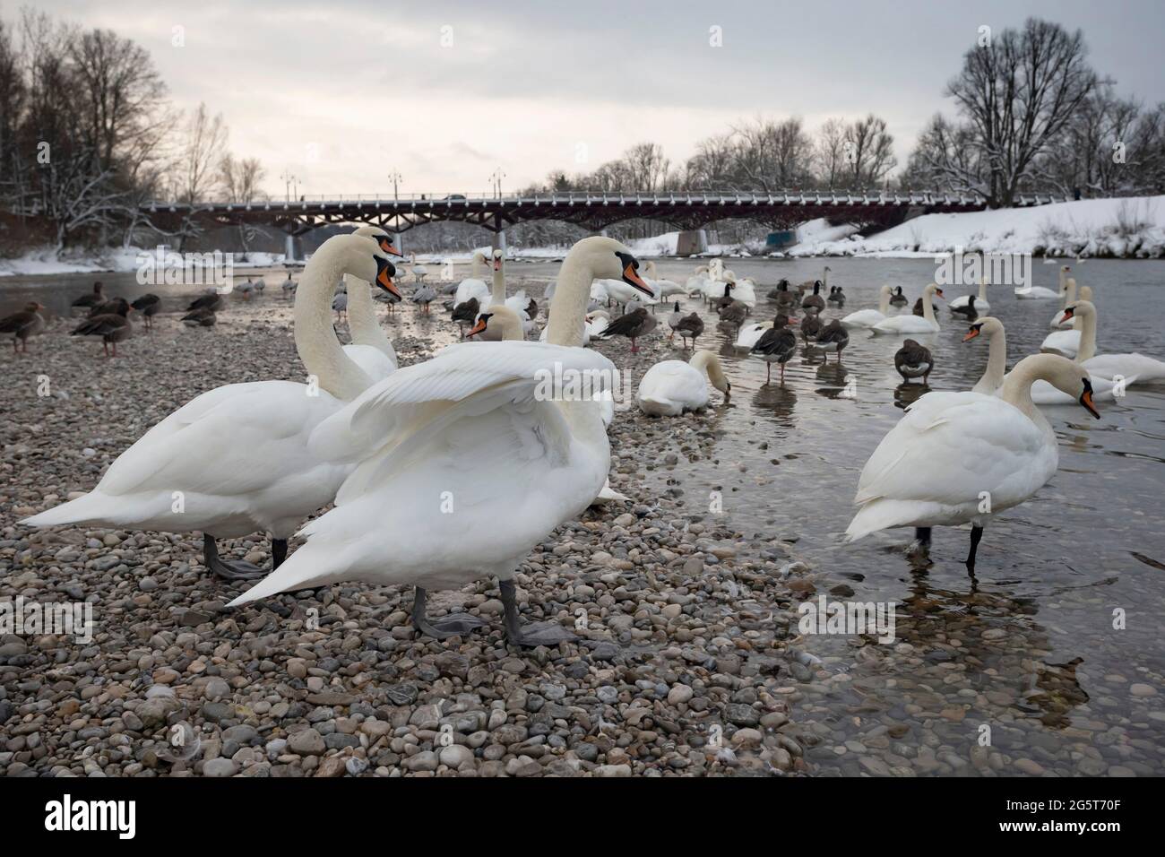 Muter Schwan (Cygnus olor), viele Schwäne und Gänse an der Isar im Winter, Deutschland, Bayern Stockfoto