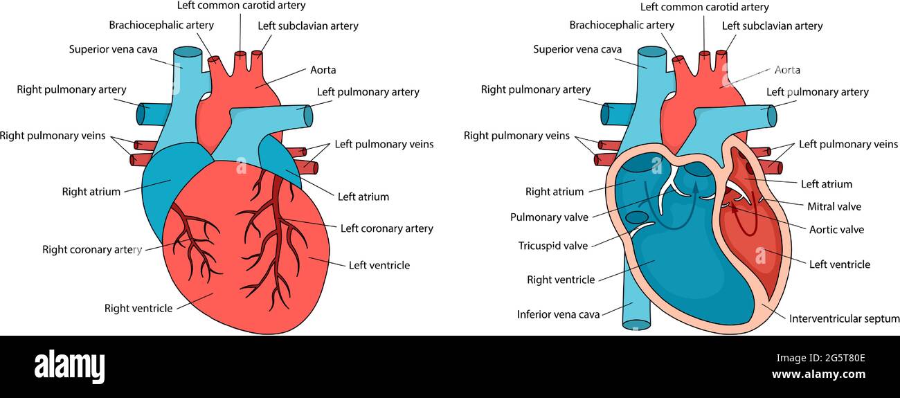 Anatomisch Korrektes Herz Mit Beschreibungen Menschliche Herzanatomie Mit Querschnitt Und Nicht Queransicht Stock Vektorgrafik Alamy