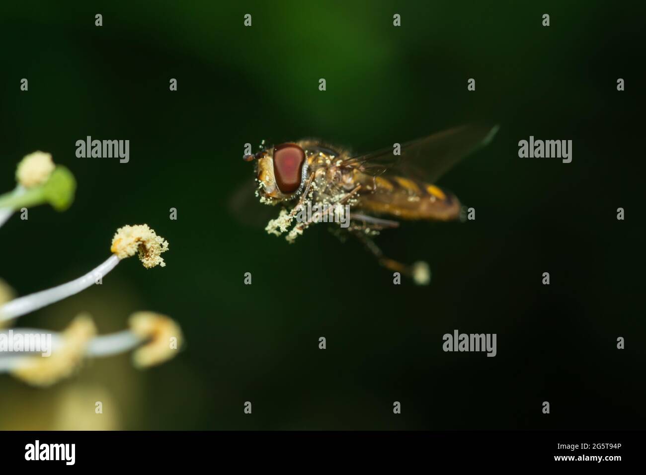 Schwebfliege (Syrphidfliege), mit Pollen bedeckt, schwebend vor einer Geißelblüte Stockfoto