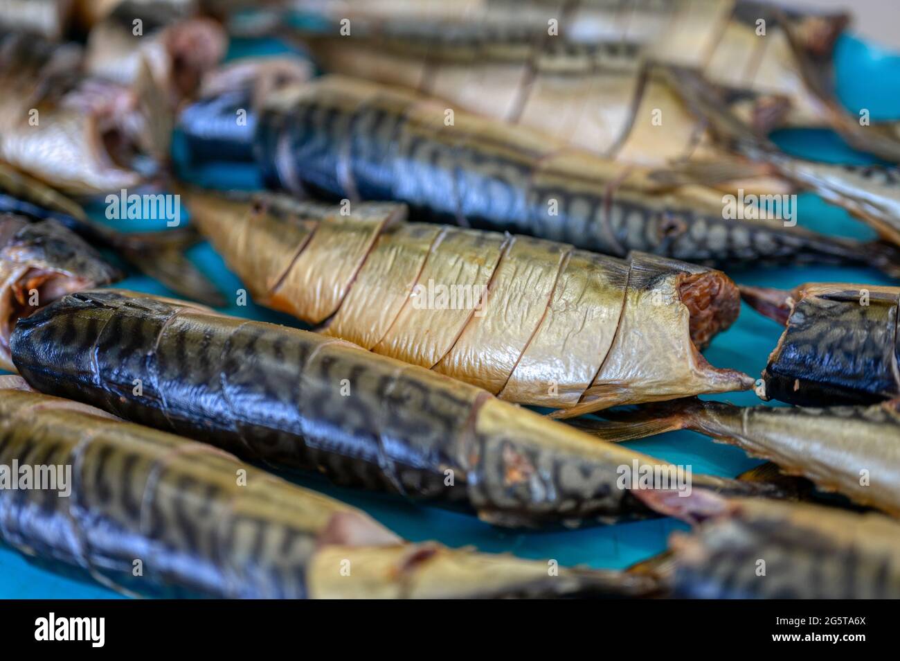 Geräucherte Makrelen liegen auf einem Förderband. Fischfutterfabrik. Stockfoto