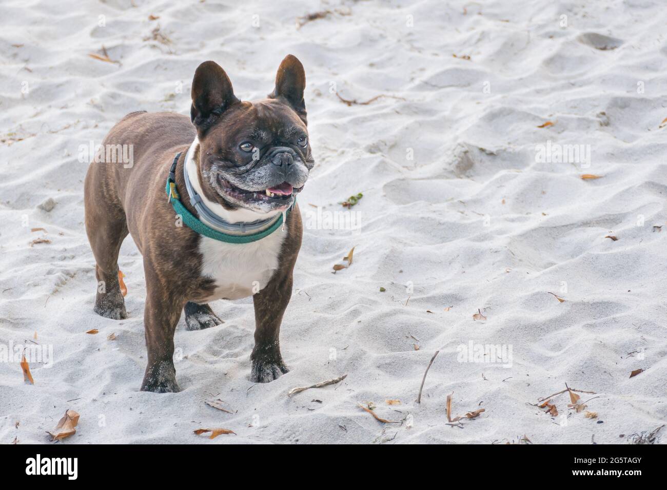 französischer Bulldogge, der bei Tageslicht im Sand am Strand steht Stockfoto