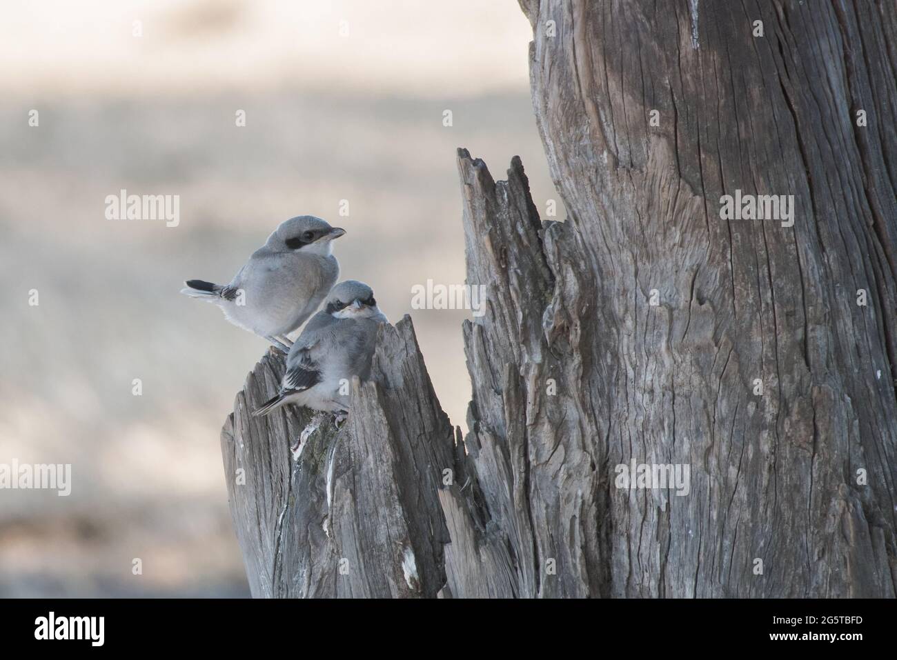 Ein junger, junger Karettschwürger (Lanius ludovicianus excubitorides), der gerade das Nest verlassen hat. Ein Vogel aus dem zentralen Tal von Kalifornien. Stockfoto