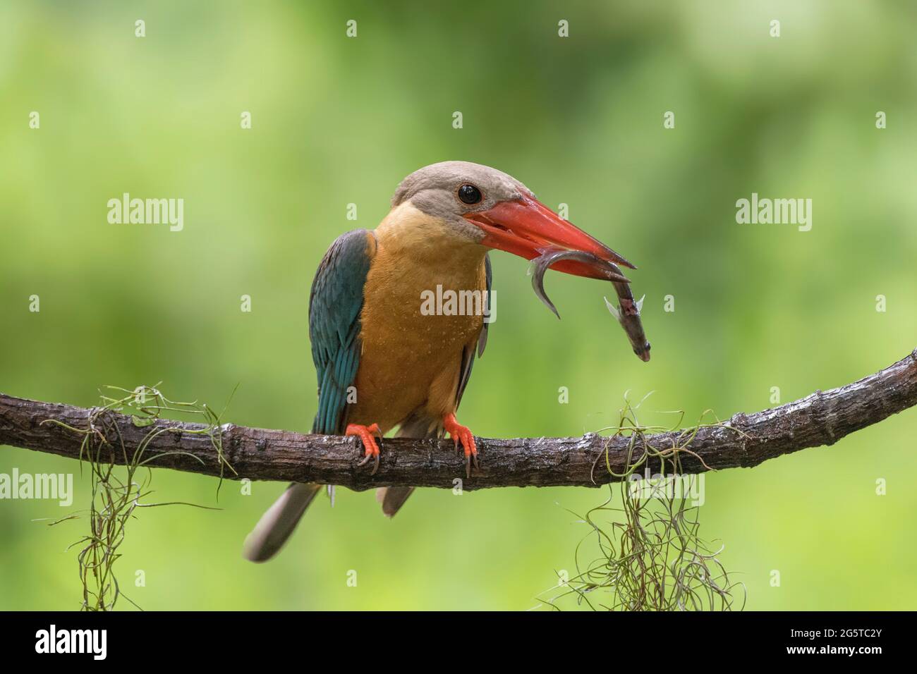 Ein riesiger Storchschnabel-Eisvögel auf einem netten Barsch Stockfoto