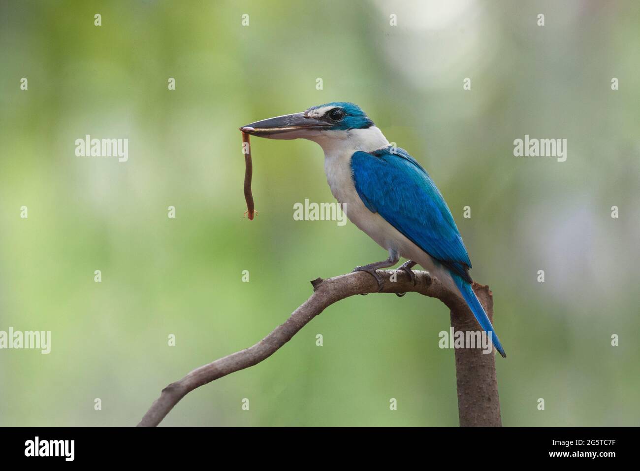 Ein Eisvögel mit Halsballen zeigt seine blaue Schönheit Stockfoto