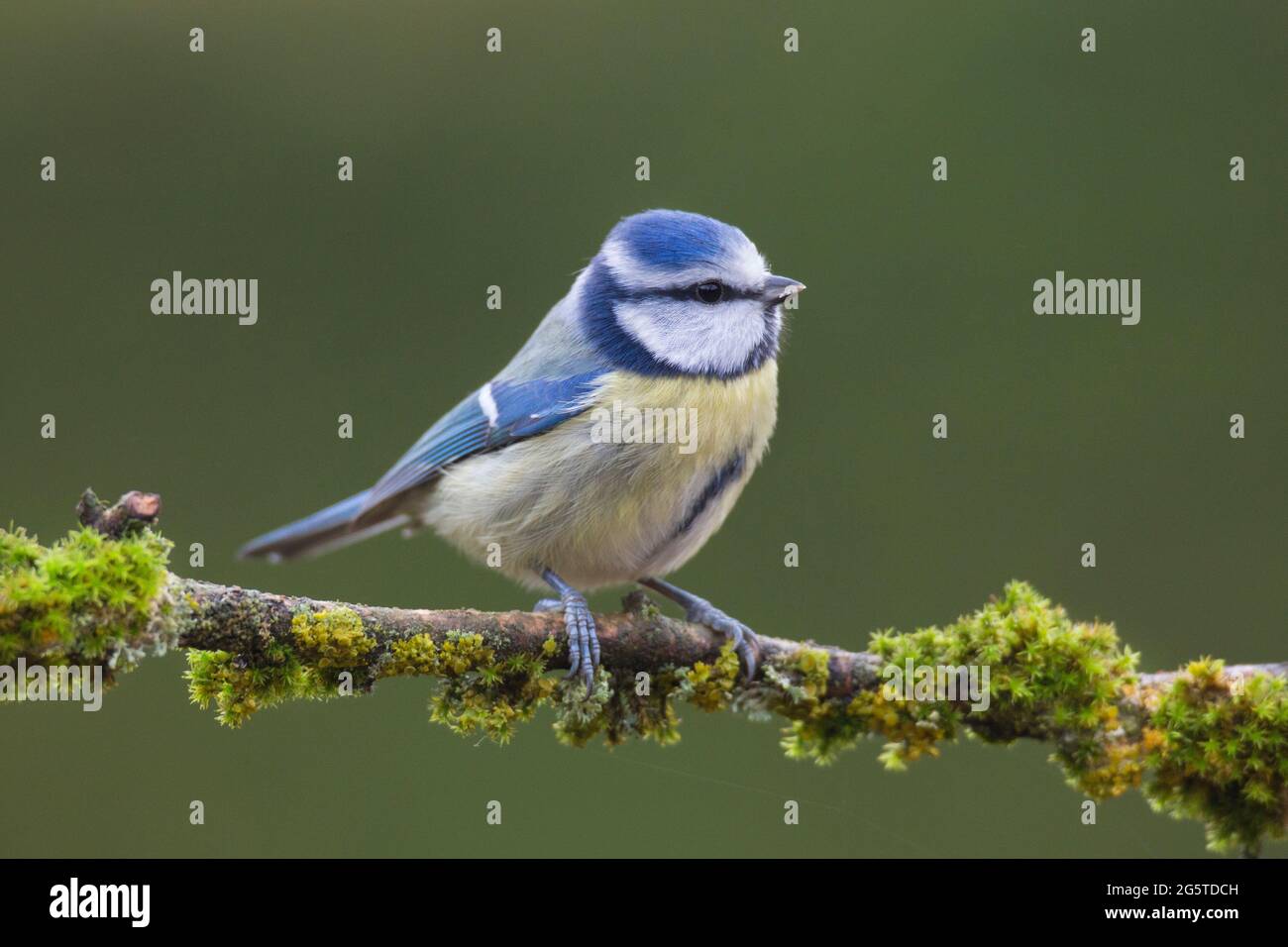 Eine blaue Meise auf einem schönen Barsch Stockfoto