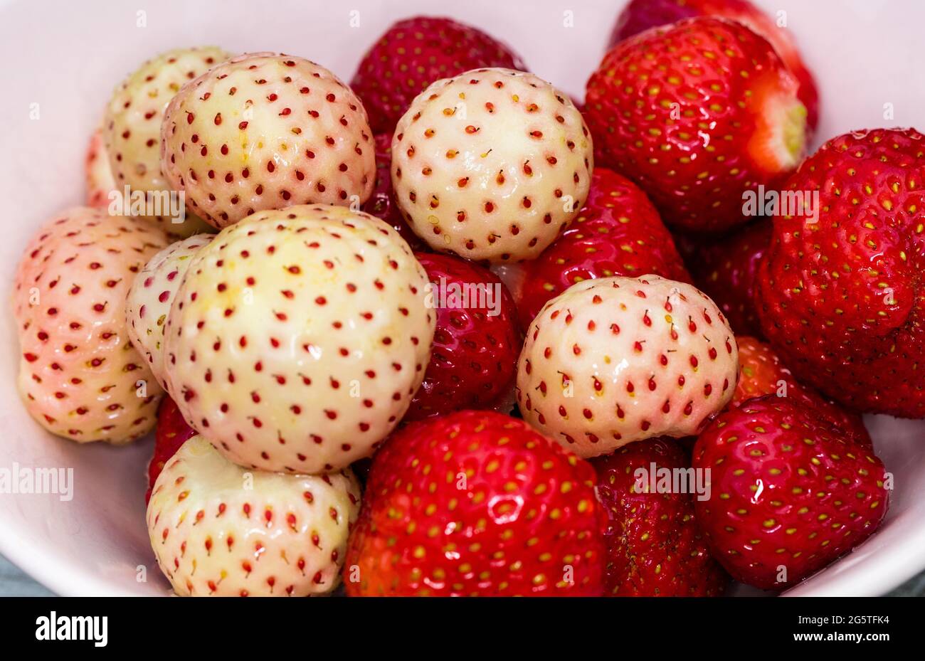 „Snow White“-Erdbeere, Jordgubbe (Fragaria x ananassa) Stockfoto