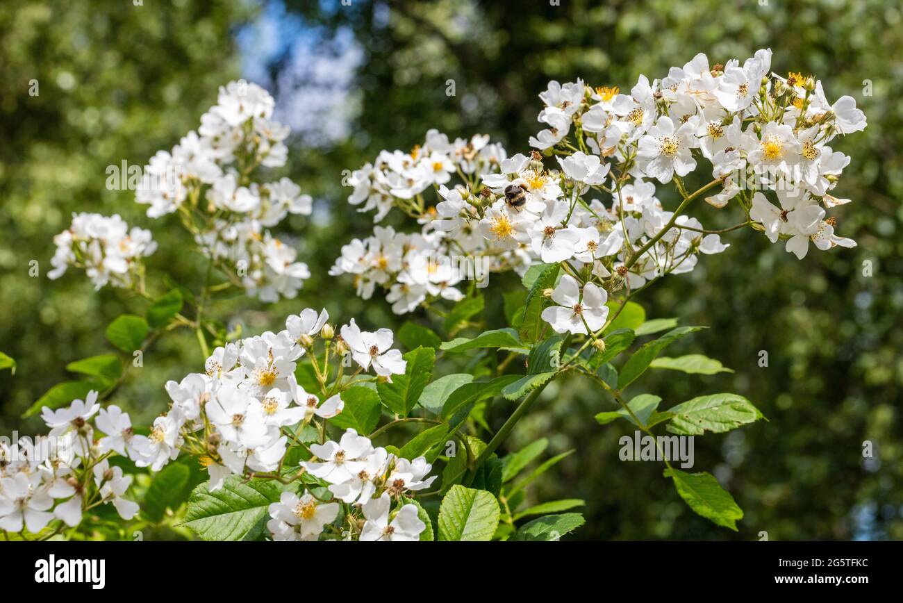 Wanderrose, Honungsros (Rosa helenae) Stockfoto