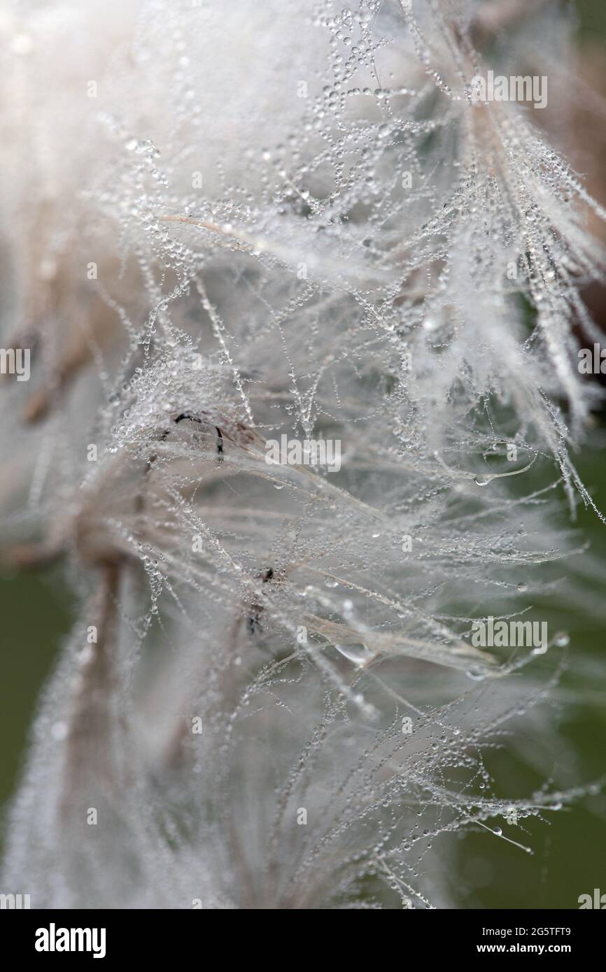 Schöne Tau Wassertropfen auf Fallschirm-Dandelion-Makro. Weicher grüner Hintergrund. Speicherplatz kopieren. Weicher Fokus auf Wassertropfen. Stockfoto