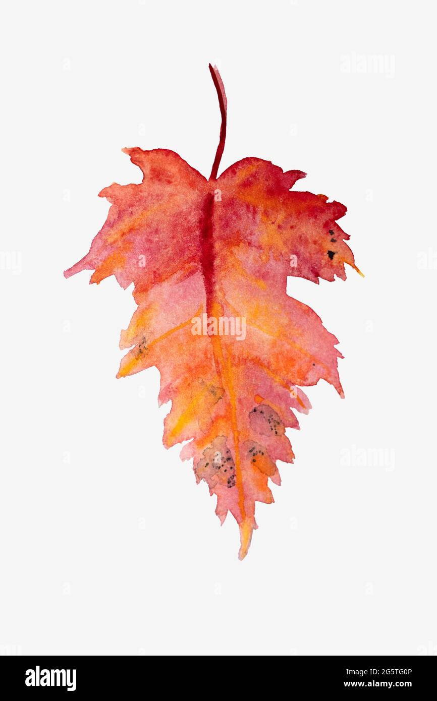 Shorping Herbst-Flagge, 30,5 X 45,7 Cm – Gelbe Ahornblätter, Aquarell-Design, Doppelseitig Bedruckt, Für Garten, Balkon, Saison-Deko