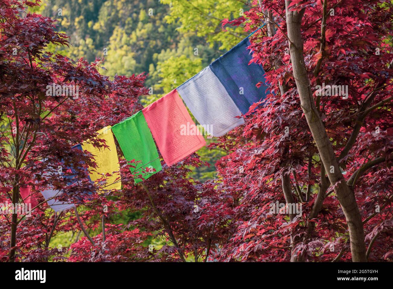 Farbige tibetische Flaggenzwischen einem roten Blattbaum. Konzept der tibetischen Kultur, Buddhismus. Stockfoto
