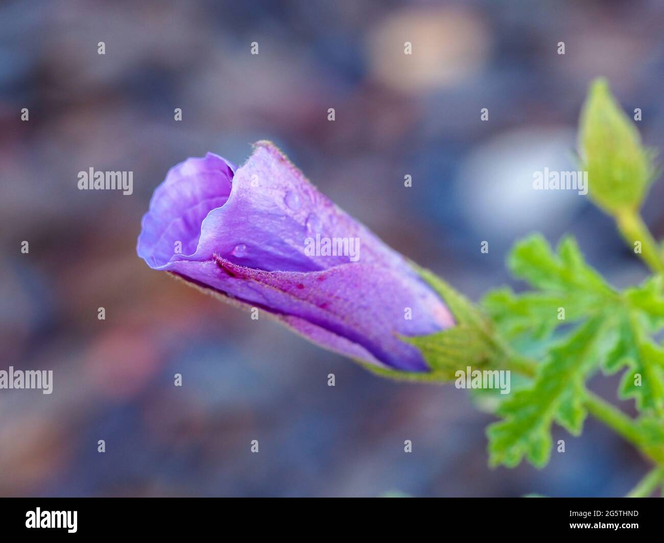 die blau-violett-gelbe Patersonia-Iris eine wunderschöne Blume für den Garten