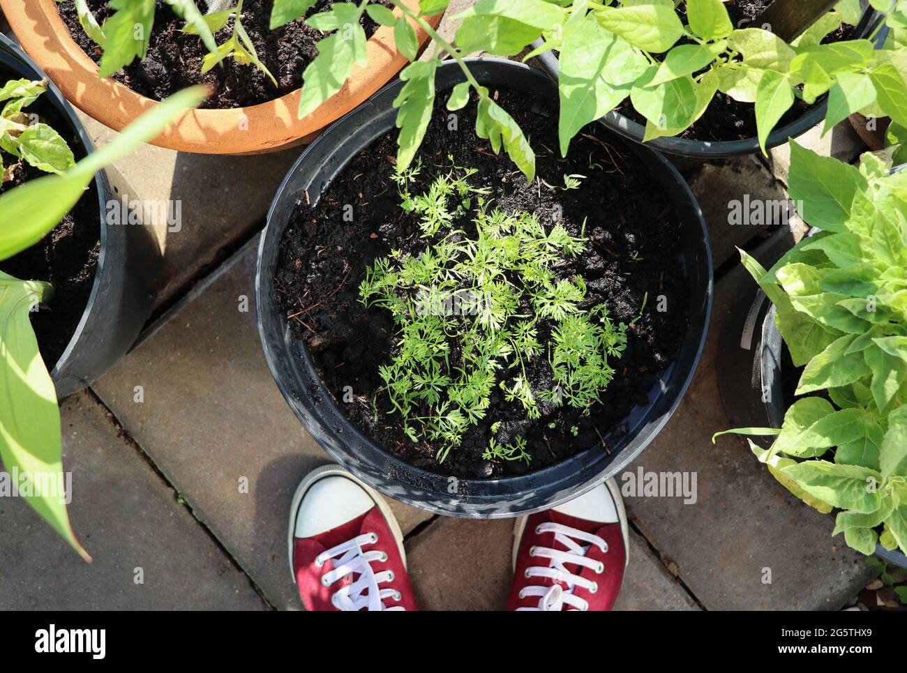 Blumen, Tomaten, Karotten, Bohnen, die in Behältern wachsen. Container für Gemüsegärten. Gemüsegarten auf einer Terrasse. Draufsicht . Stockfoto
