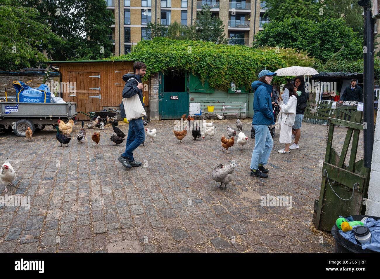 London. Großbritannien- 06.27.2021: Besucher, die auf dem Hof der Hackney City Farm mit Tieren interagieren. Stockfoto