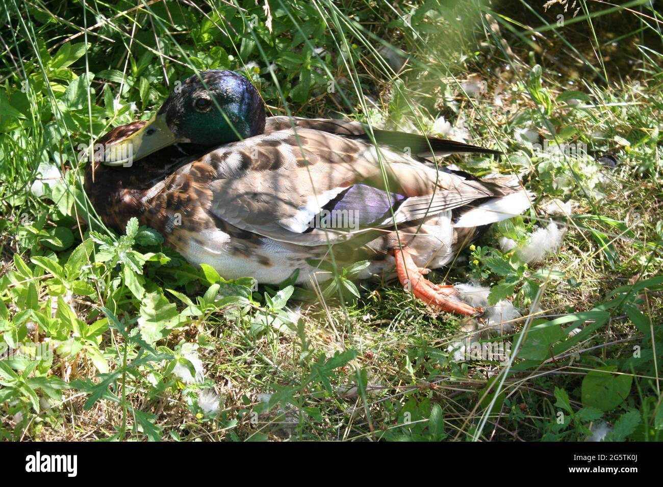 ENTE Stockfoto