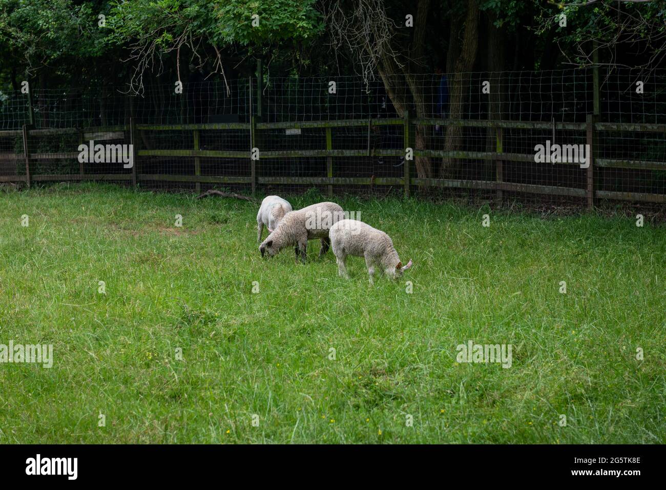 Lämmer grasen auf dem Feld. Stockfoto