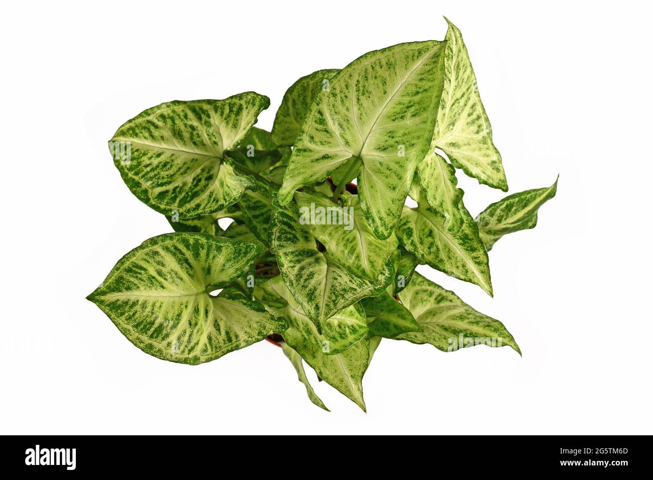 Draufsicht auf die tropische 'Syngonium Podophyllum Arrow'-Zimmerpflanze, isoliert auf weißem Hintergrund Stockfoto