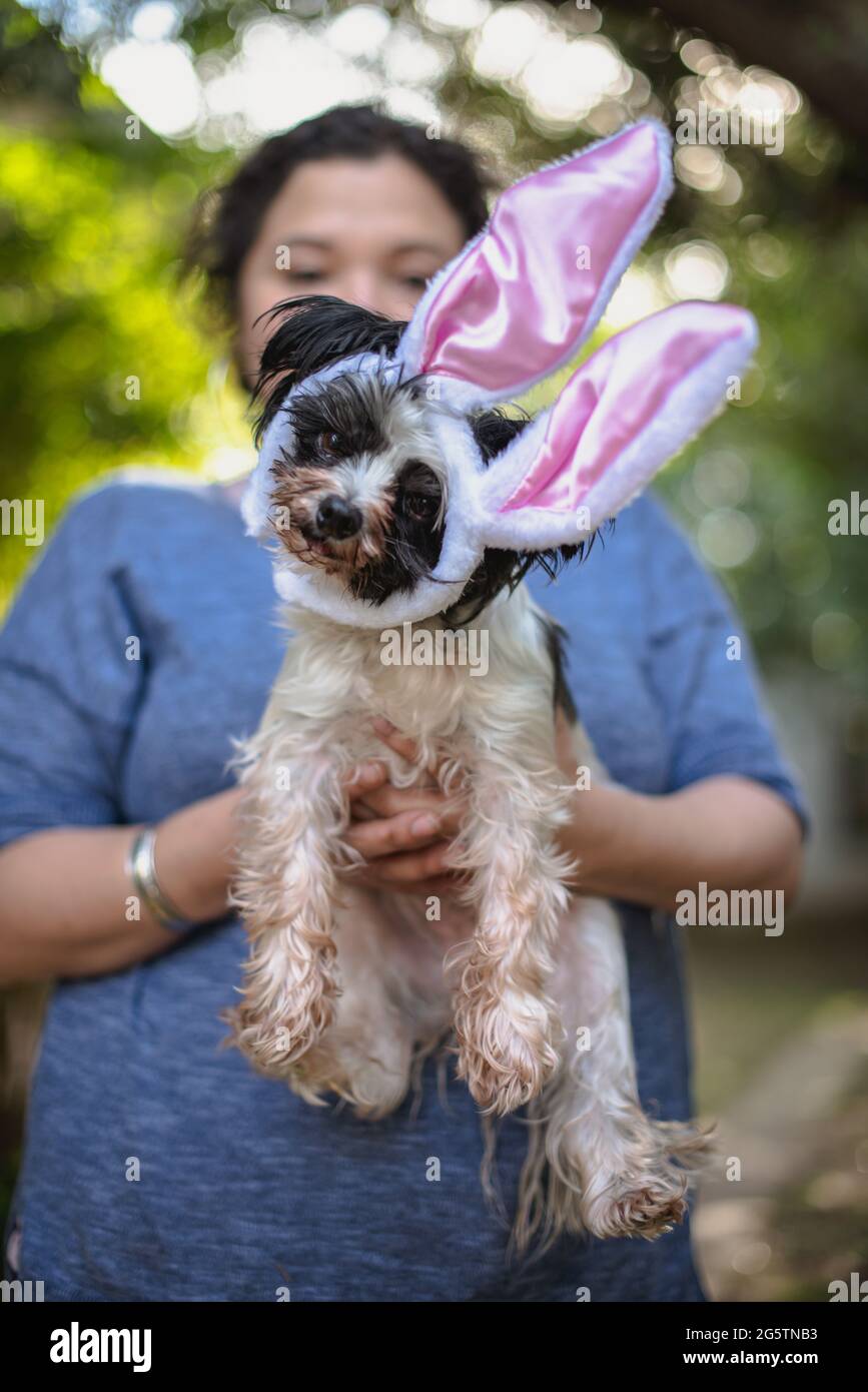Porträt des Hundes in der Hand des Besitzers Stockfoto