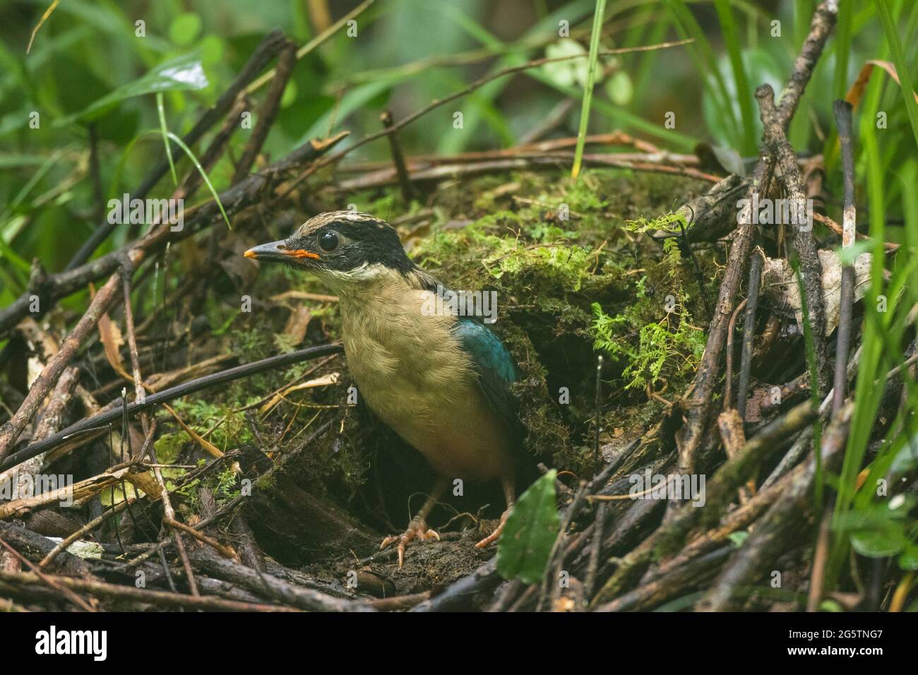 Ein blaugeflügelter Pitta-Jungtier, der das Nest zum ersten Mal verlässt Stockfoto