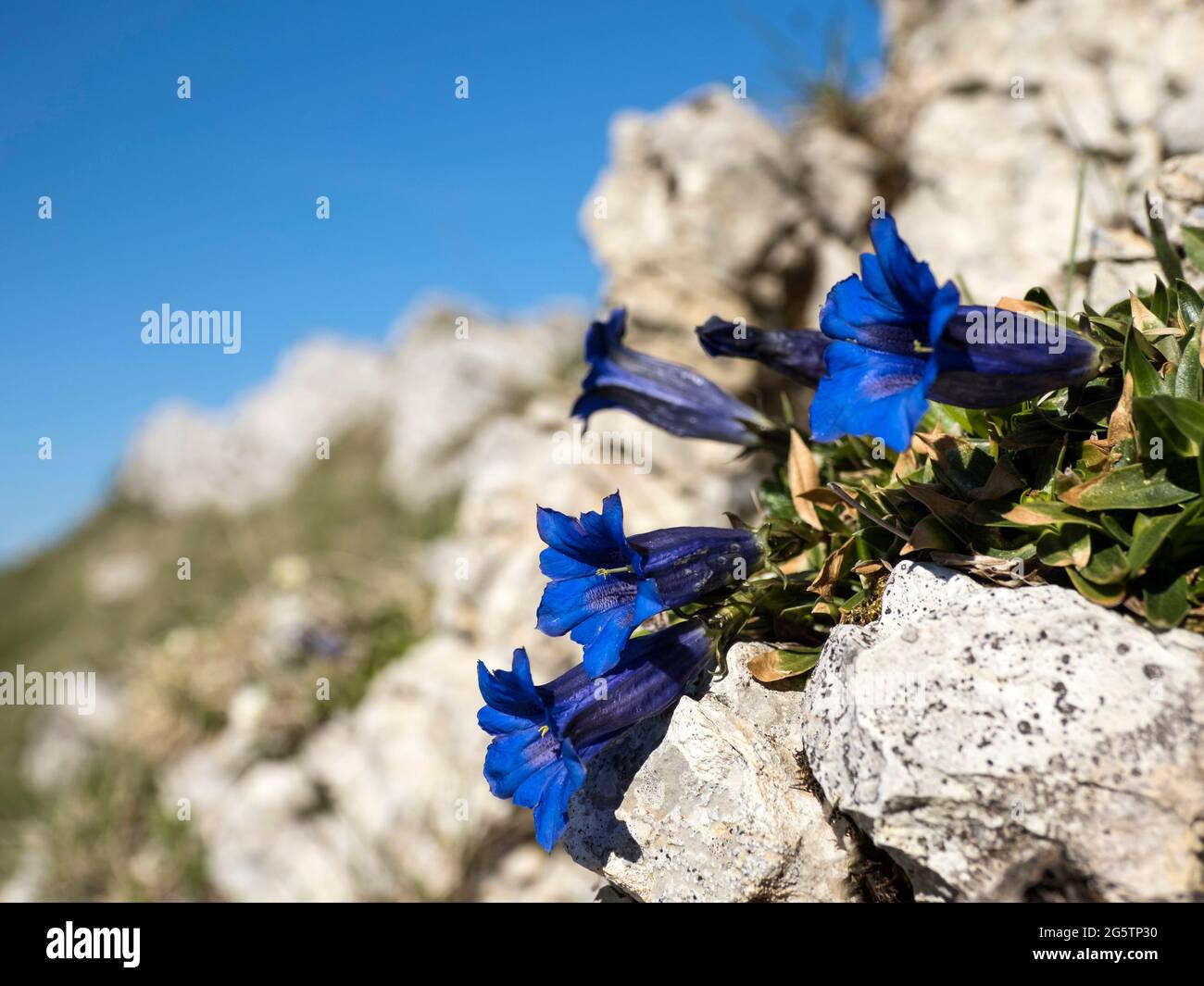 Clusius Enzian auf der Krete des Chasseral am 27.05.20. Stockfoto