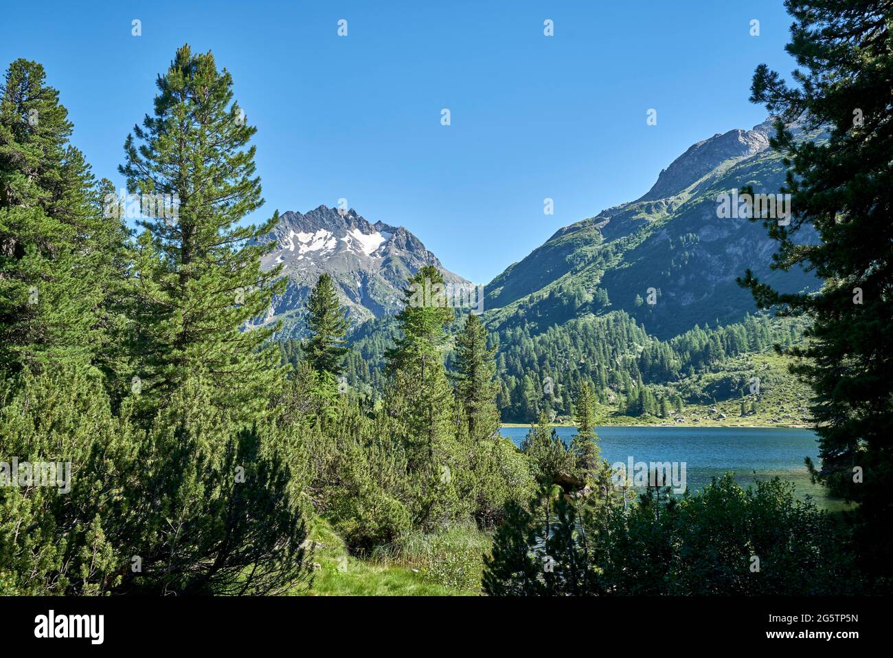 Arvenwald am Lägh da Cavoloc im Oberengadin in der Perle. Bregaglia (Bergell) am 19.07.16. Stockfoto