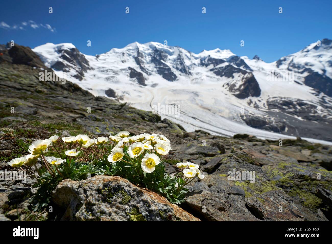 Gletscherhahnenfuss (Ranunculus glacialis) auf der Diavolezza in der Gemeinde Pontresina, im Hintergrund das Piz Palü-Massiv. 20.07.16. Stockfoto