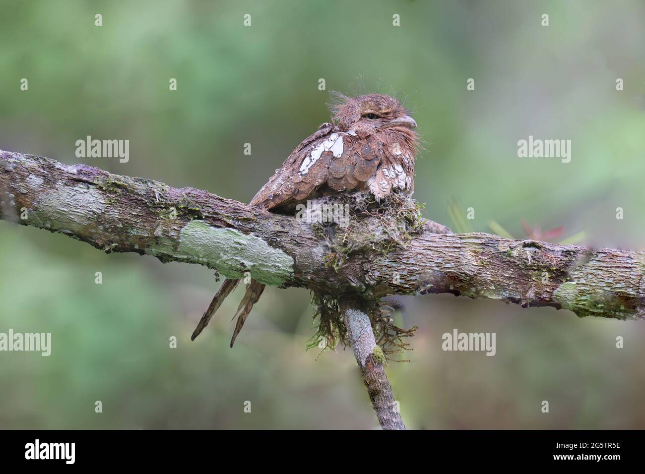 WÜTENDER VOGEL: Blyth's Froschmund sitzt auf seinem Nest Stockfoto