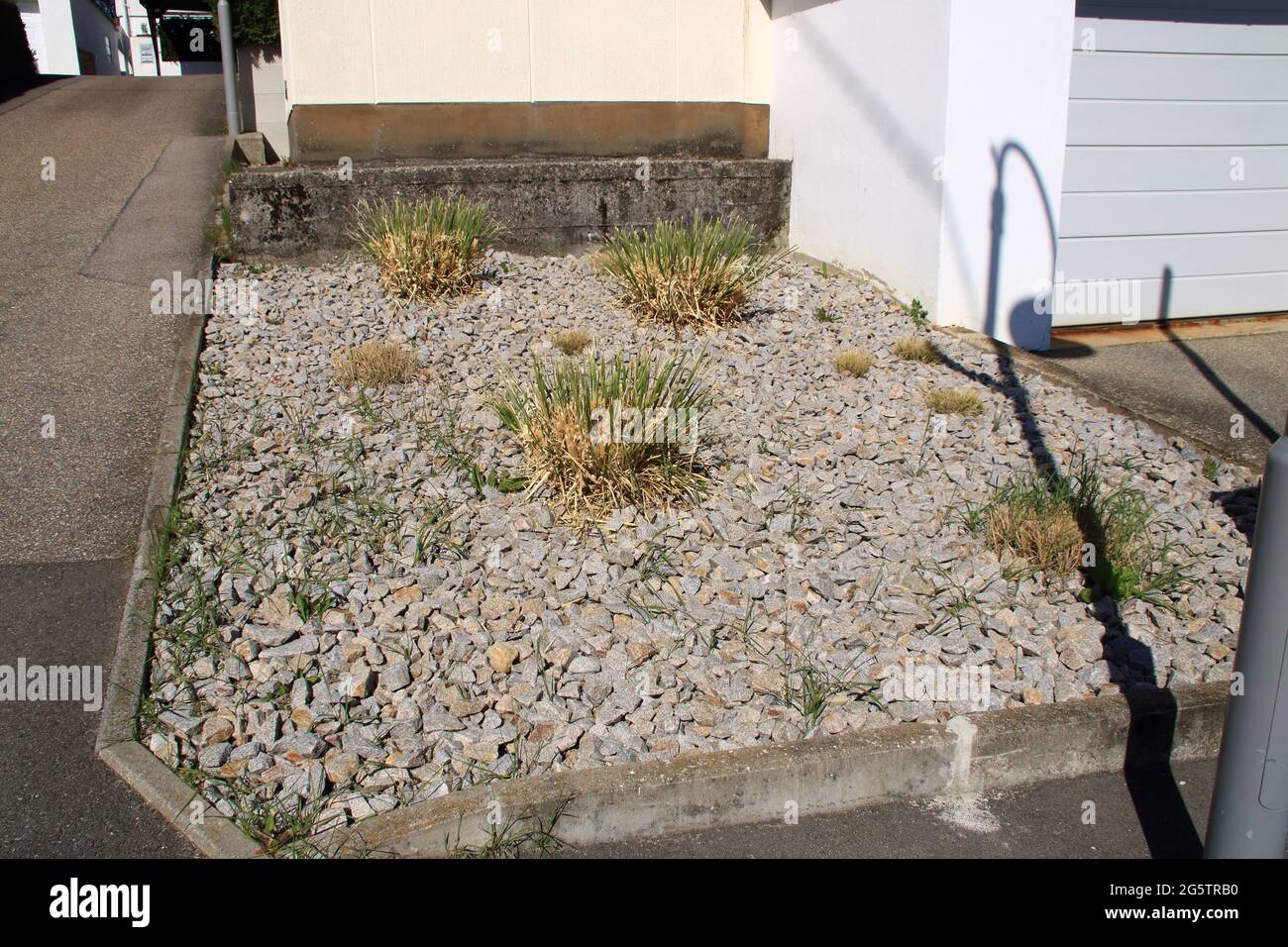 Steingarten mit wenigen Pflanzen in einer Pflanze Stockfoto